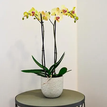 Apartment Summer Dream Luxury Drios