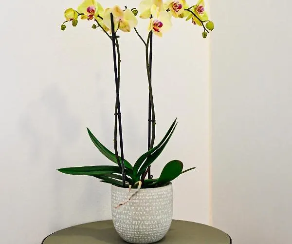 Apartment Summer Dream Luxury Drios